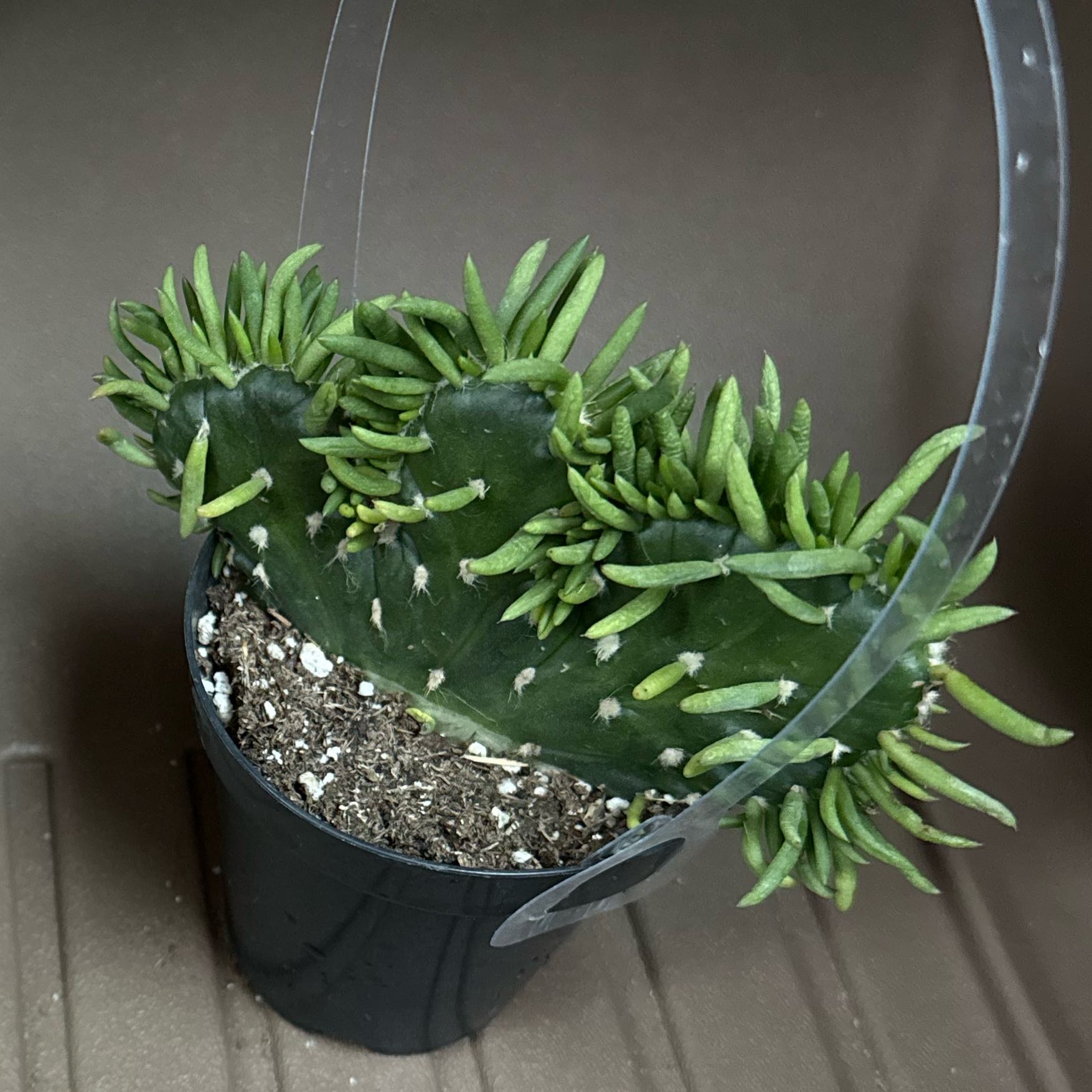 Photo of the plant species Crested Eve's Needle by @NewPansy25 named Spike on Greg, the plant care app