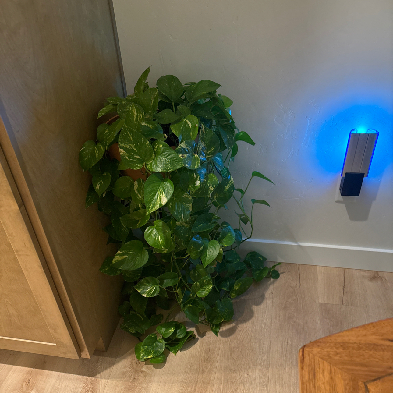 Taro Vine plant photo by @maddi named Chauncy on Greg, the plant care app.