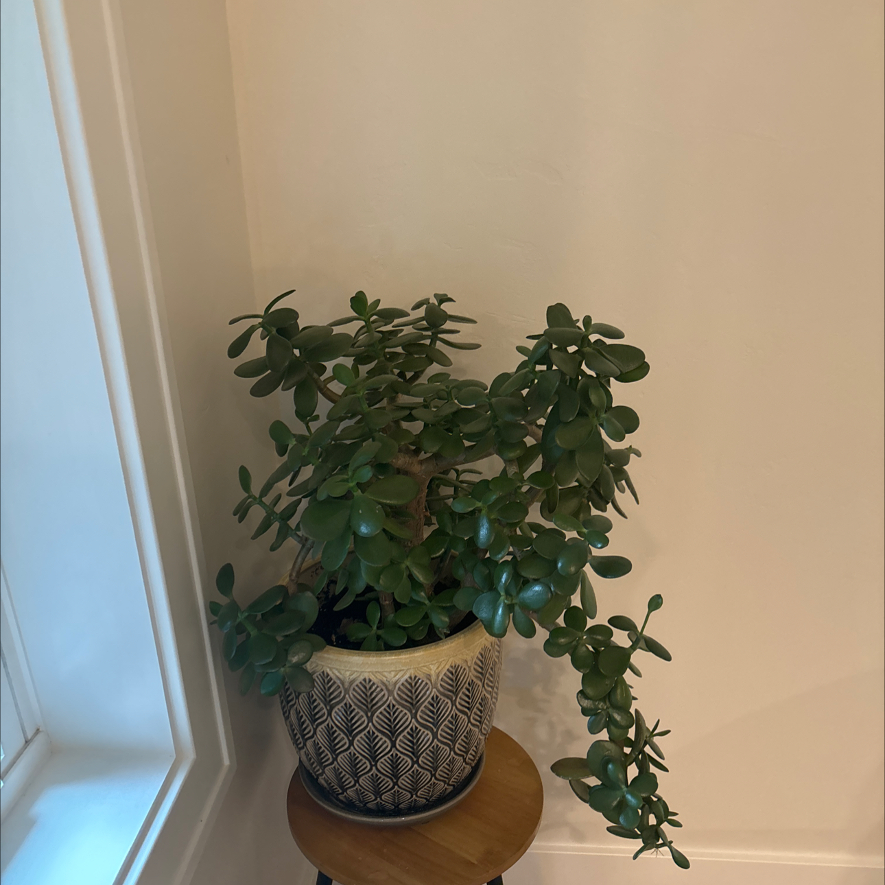 Lucky Plant plant photo by @maddi named Orwell on Greg, the plant care app.