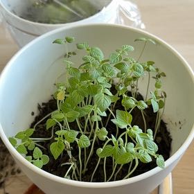 Photo of the plant species Shiso by @ForcefulBroom43 named Gobi on Greg, the plant care app