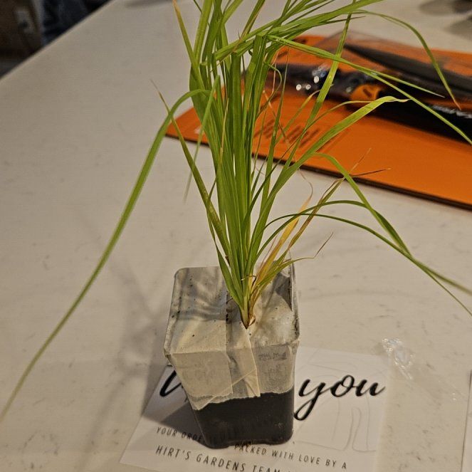 Photo of the plant species Pink Pampas Grass by @PromptBlinks54 named Harmony on Greg, the plant care app