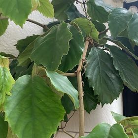 Photo of the plant species Chestnut Vine by @GoodPhalsa75 named Chester on Greg, the plant care app