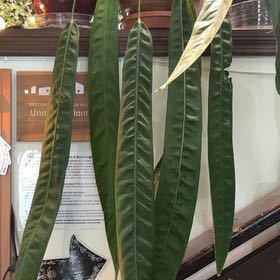 Photo of the plant species Anthurium Wendlingeri by @GoodPhalsa75 named Tupot amaroot on Greg, the plant care app