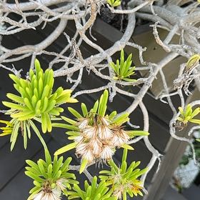 Photo of the plant species Canary Islands Candle Plant by @UberJeffreypine named Oscar on Greg, the plant care app
