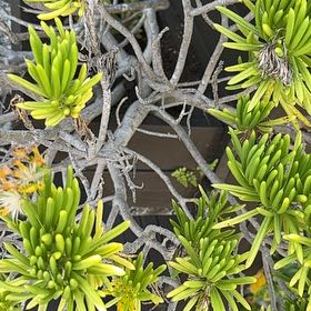 Photo of the plant species Canary Islands Candle Plant by @UberJeffreypine named Orlando Bloom on Greg, the plant care app