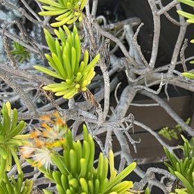 Photo of the plant species Canary Islands Candle Plant by @UberJeffreypine named Naomi on Greg, the plant care app