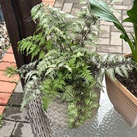 Photo of the plant species Japanese Painted Fern by @BonusCoralberry named Fernie Mercury on Greg, the plant care app