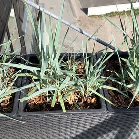 Photo of the plant species Blue Dune Lyme Grass by @SeasonedJade named Harper on Greg, the plant care app
