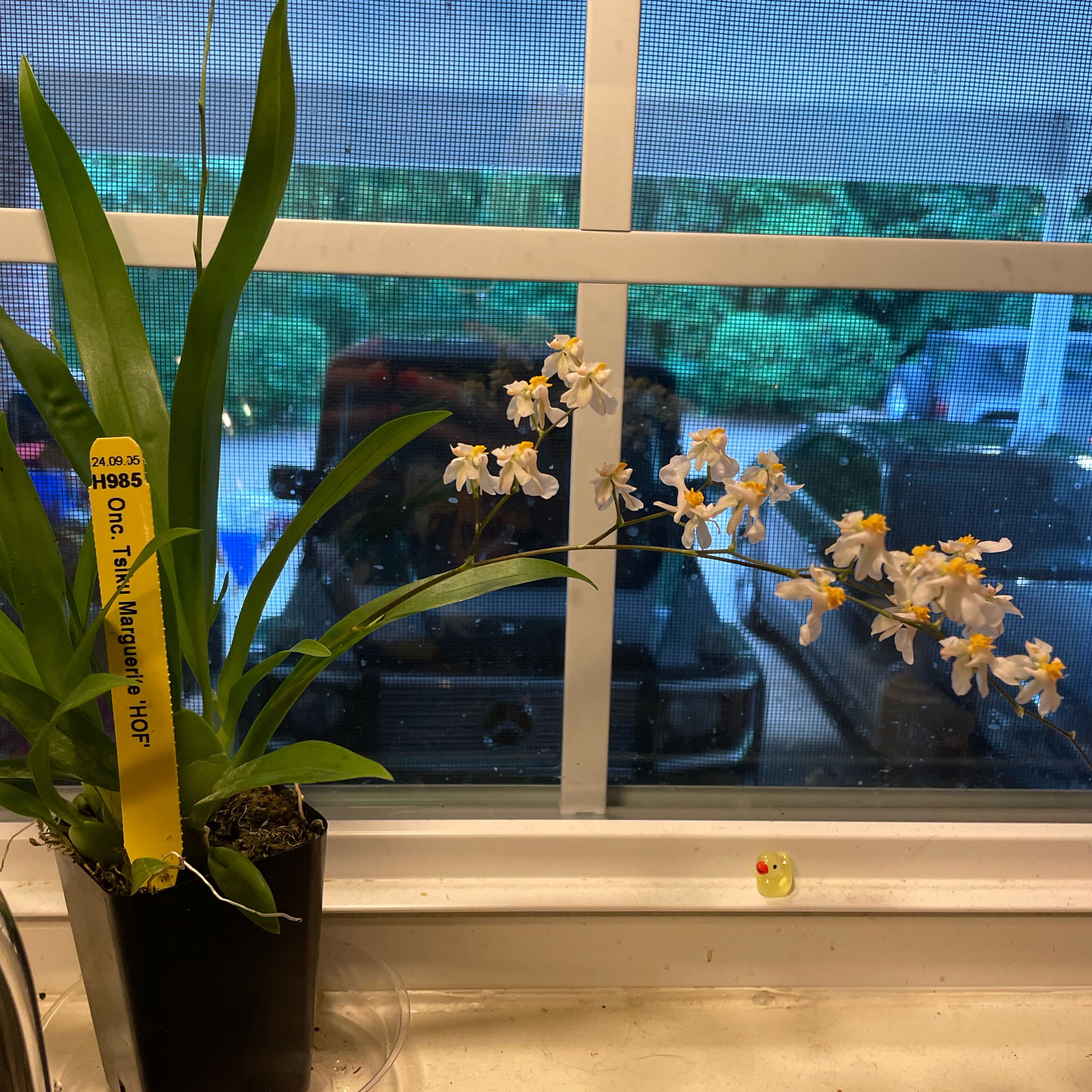 Photo of the plant species Oncidium HOF by @SisterBiglaurel named Elle on Greg, the plant care app