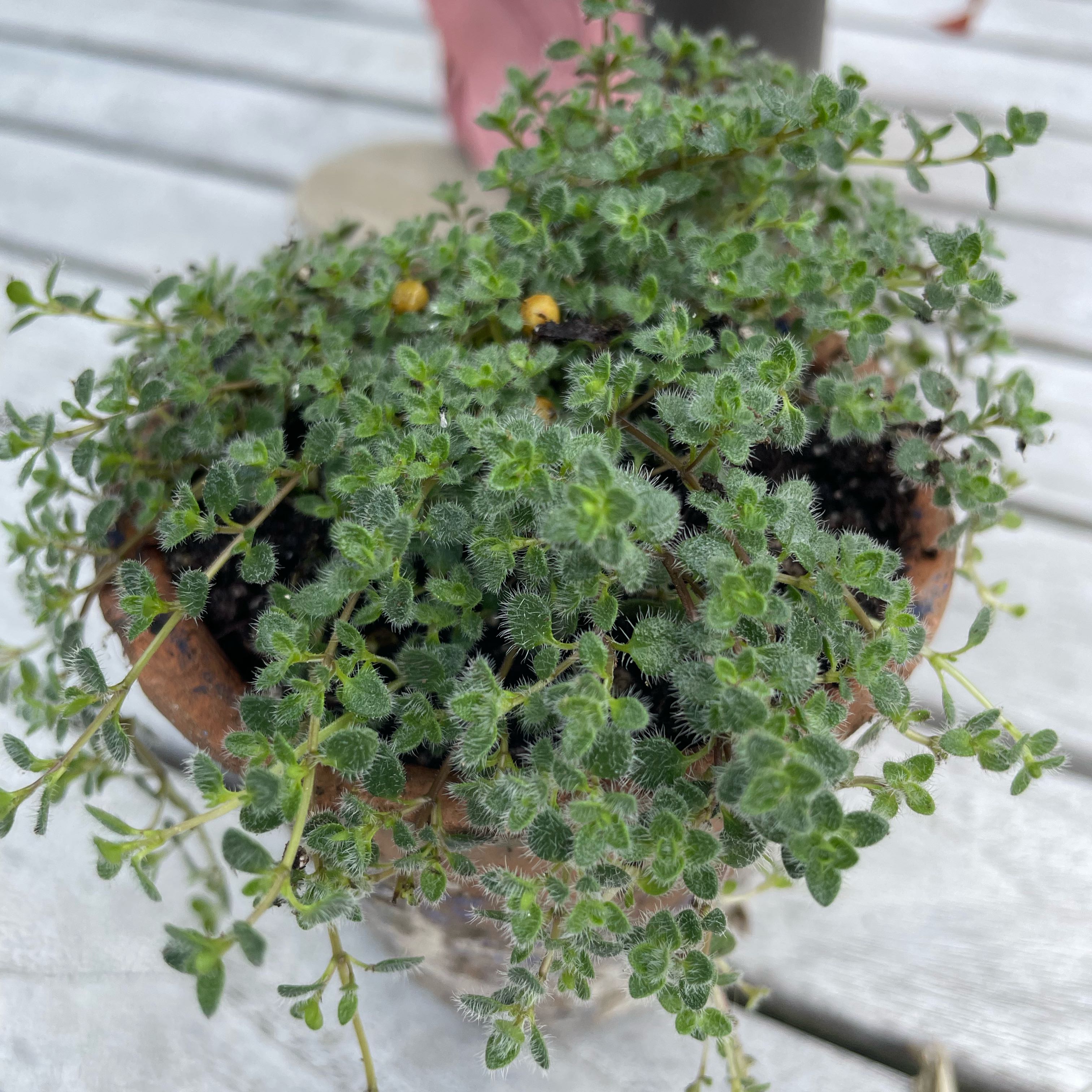 Photo of the plant species Woolly Thyme by @SisterBiglaurel named Foxxy on Greg, the plant care app