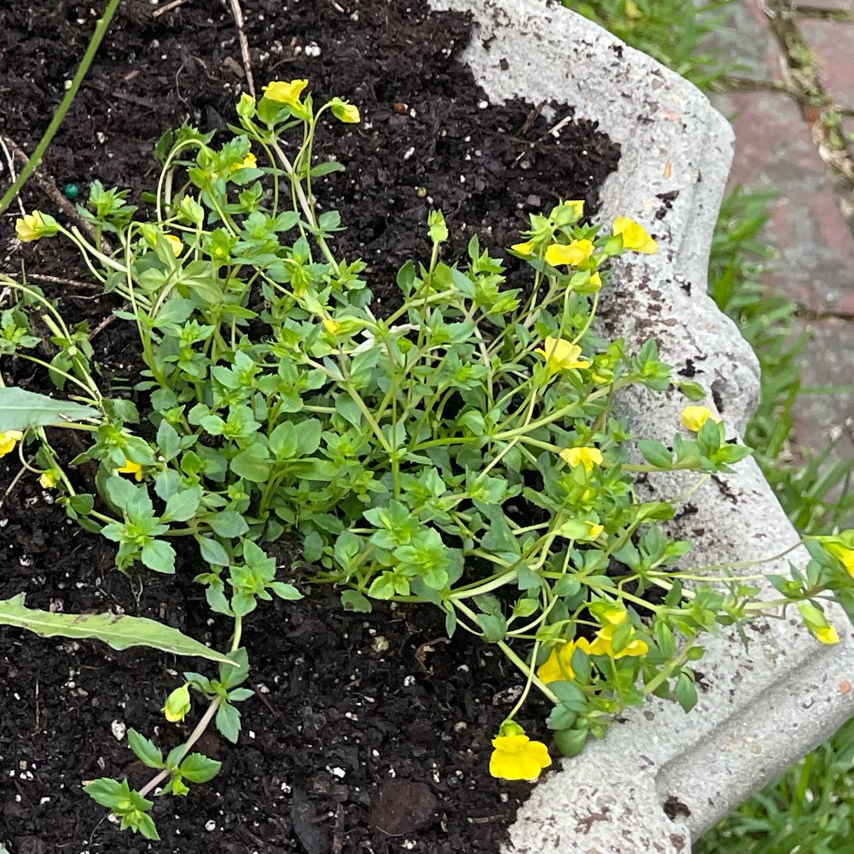 Photo of the plant species Mecardonia 'Garden Freckles' by @SisterBiglaurel named Plato on Greg, the plant care app