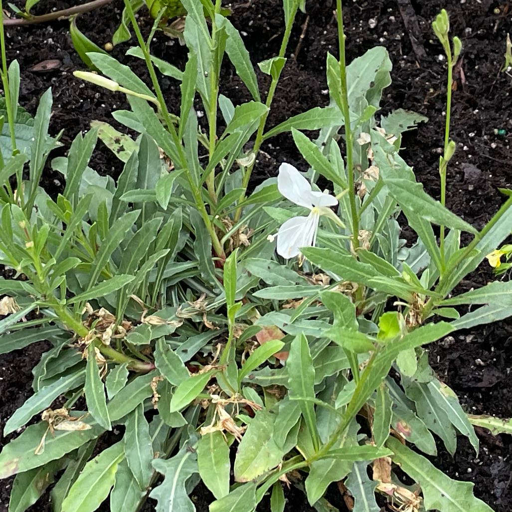 Photo of the plant species White Gaura by @SisterBiglaurel named Clooney on Greg, the plant care app