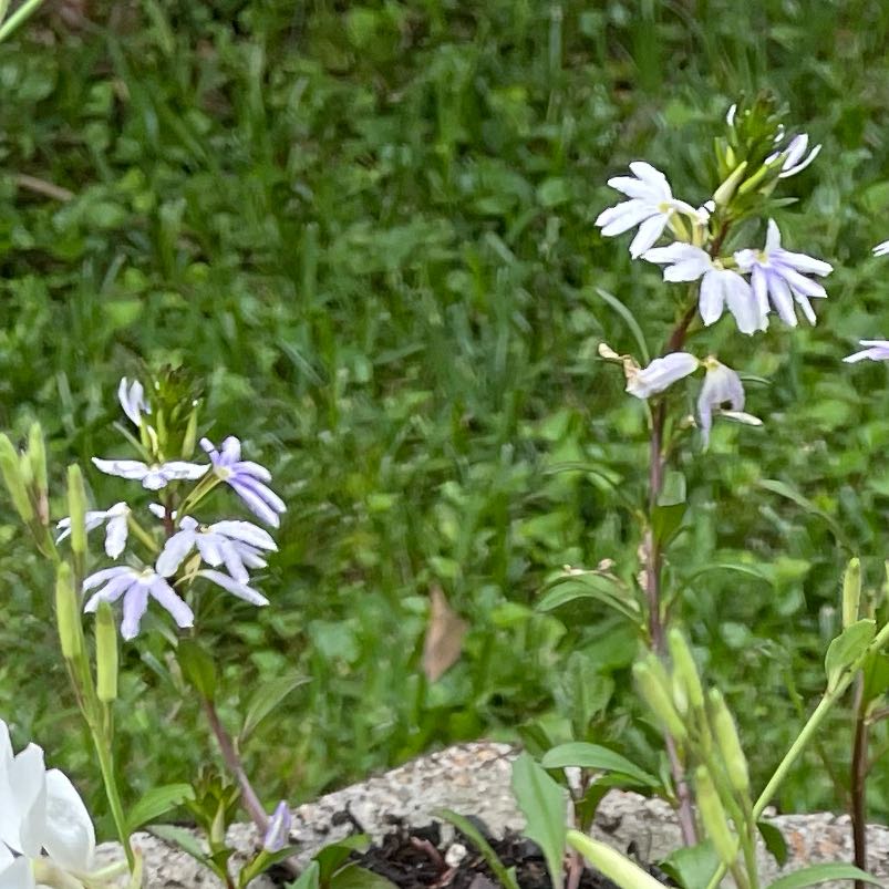 Photo of the plant species Fan Flower by @SisterBiglaurel named Queen on Greg, the plant care app