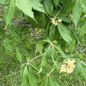Photo of the plant species Buckeye by @FirstLettuce14 named Revenge on Greg, the plant care app