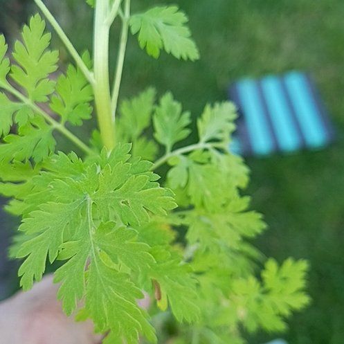 Photo of the plant species Chervil by @AboundingKamahi named Zion on Greg, the plant care app
