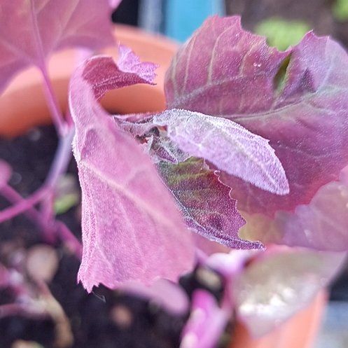 Photo of the plant species Garden Orache by @AboundingKamahi named Treeyoncé on Greg, the plant care app