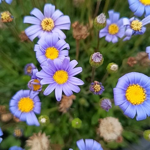 Photo of the plant species Alpine Aster by @AboundingKamahi named Orwell on Greg, the plant care app