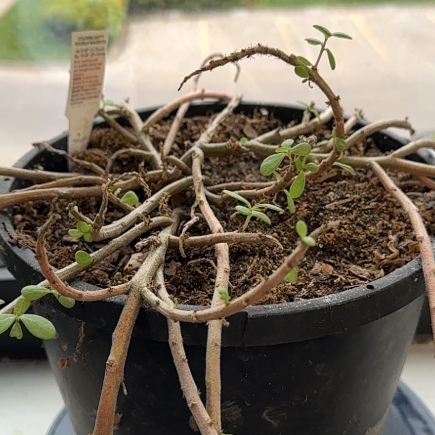 Photo of the plant species Portulaca 'Colorblast Double Magenta' by @JenICT named Terra on Greg, the plant care app
