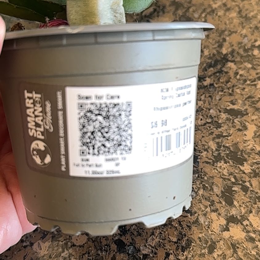 Photo of the plant species Spring Cactus by @AceLithops77 named Pax on Greg, the plant care app