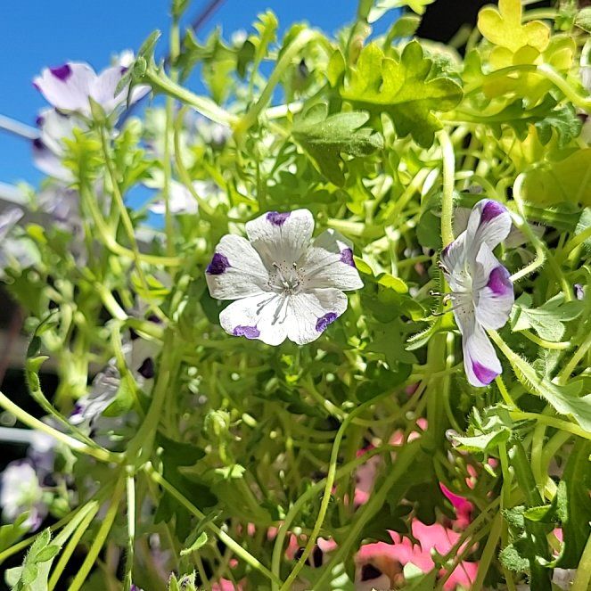 Photo of the plant species Fivespot by @featherwood3 named Navajo on Greg, the plant care app