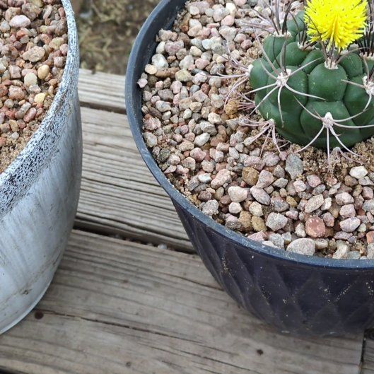 Photo of the plant species Eriosyce by @SavantNeslia31 named Shakira on Greg, the plant care app
