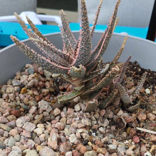 Photo of the plant species Sunset Aloe by @SavantNeslia31 named James Dean on Greg, the plant care app