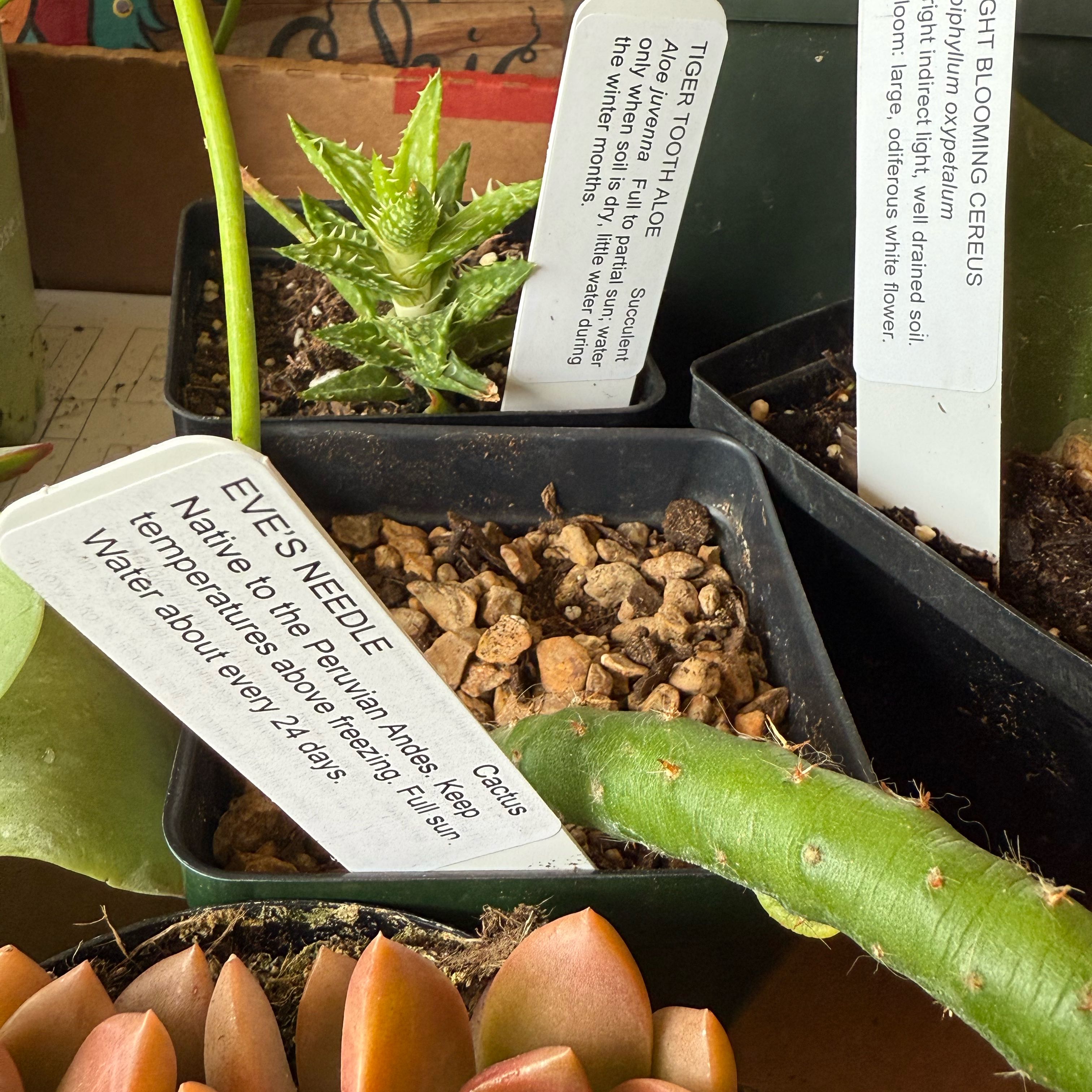 Photo of the plant species Eves Needle by @AnewTutu11 named Miley on Greg, the plant care app
