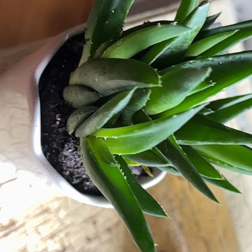 Photo of the plant species Haworthia pentagona by @ZarfDamiana23 named Gaga on Greg, the plant care app