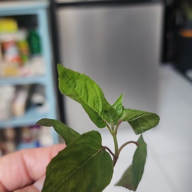 Photo of the plant species Broadleaf Enchanter's Nightshade by @EpitomeGray75 named Mando on Greg, the plant care app