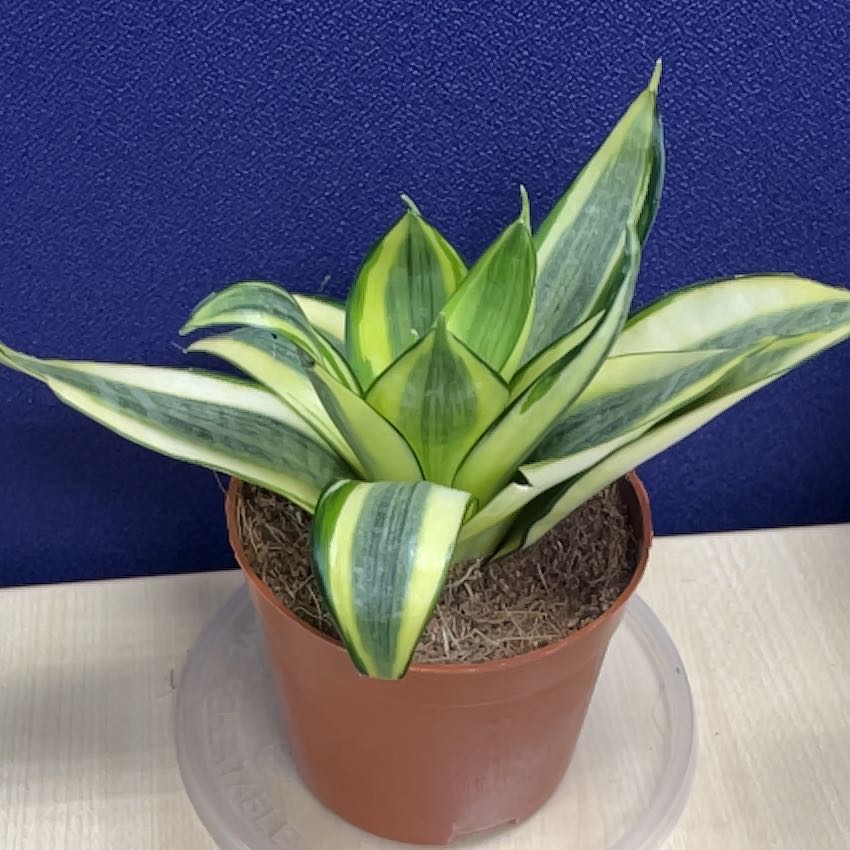 Photo of the plant species Snow White Snake Plant by @CosmicTeatree22 named Rosa on Greg, the plant care app