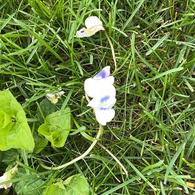 Photo of the plant species Viola Banksii by @FoxyLippia14 named Fernie Mac on Greg, the plant care app