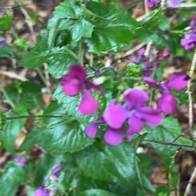 Photo of the plant species Lunaria Annua by @HeadDracaena92 named Mando on Greg, the plant care app