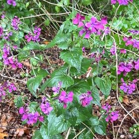Photo of the plant species Lunaria Annua by @HeadDracaena92 named ChloroPhil on Greg, the plant care app