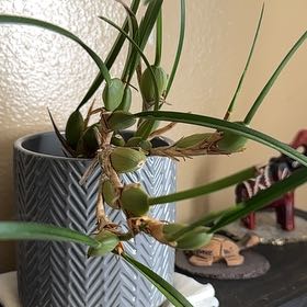Photo of the plant species Coconut Orchid by @AwaitedKale45 named Sproutacus on Greg, the plant care app