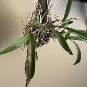 Plant care for Cattleya Orchid on Greg, the plant care app