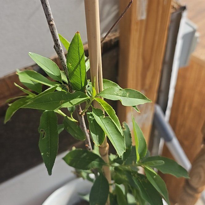 Photo of the plant species Black Rum Cherry Tree by @EarlySeagrape72 named Cleopatra on Greg, the plant care app