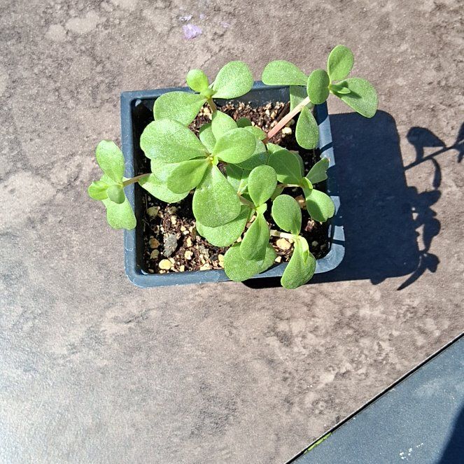 Photo of the plant species Pazzaz Nano Orange Purslane by @BabyBagpod9 named Osmo on Greg, the plant care app