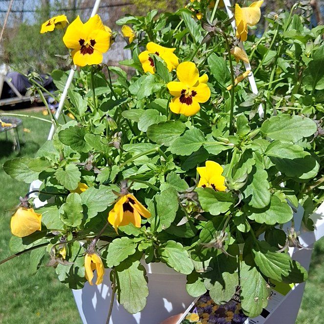 Photo of the plant species California Golden Violet by @BabyBagpod9 named Sage on Greg, the plant care app