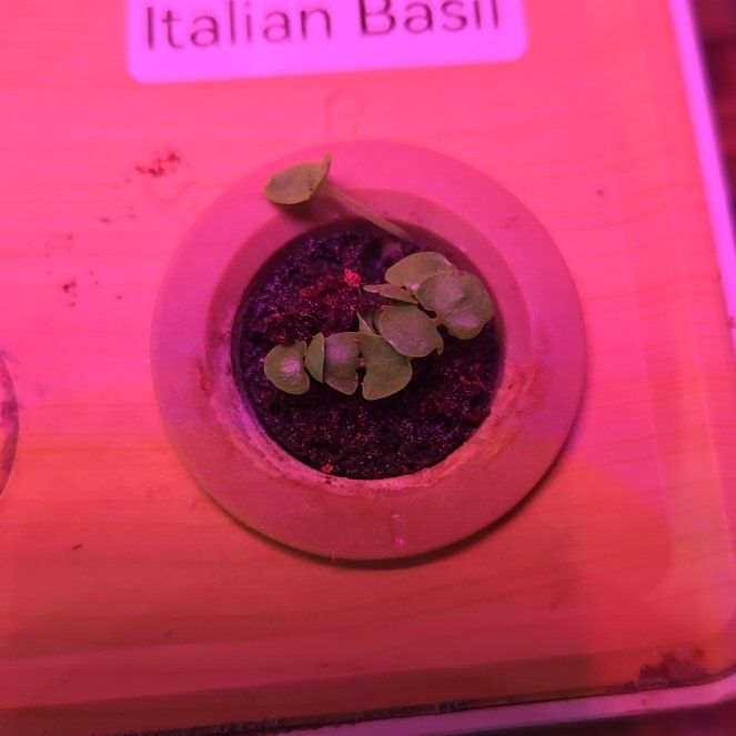 Photo of the plant species Pesto Besto Sweet Italian Basil by @SassyTigerfern named Sherlock on Greg, the plant care app