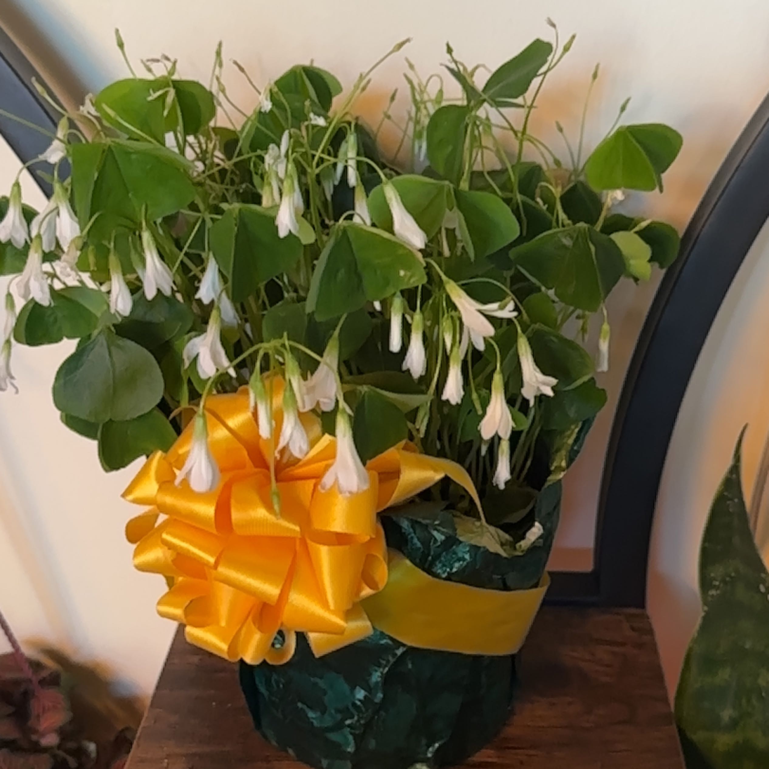 Shamrock plant with green leaves and white flowers, decorated with a yellow ribbon.