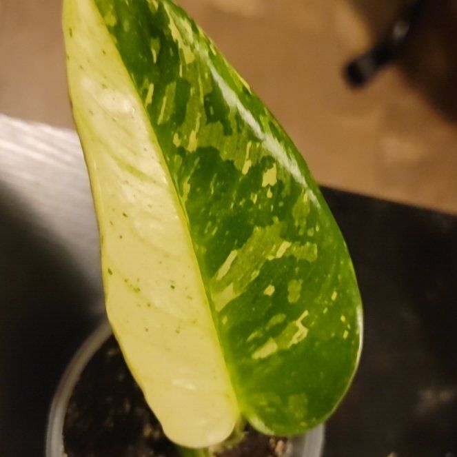Photo of the plant species Philodendron Jose Bueno Fiesta by @PivotalAcajou62 named Kesha on Greg, the plant care app