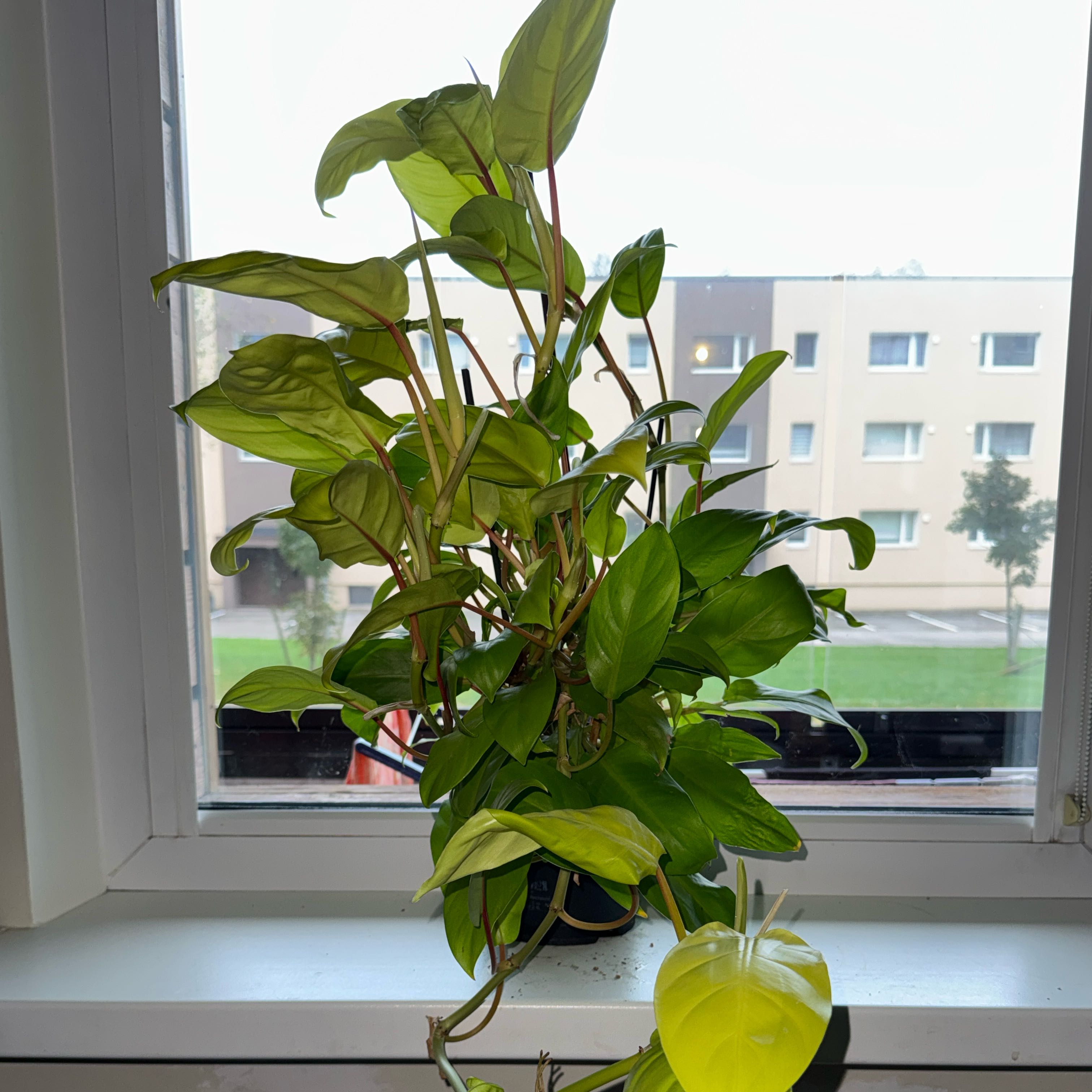 Photo of the plant species Philodendron 'Lemon Lime' Self-Heading Variety by @ramupuu named Morgan Treeman on Greg, the plant care app