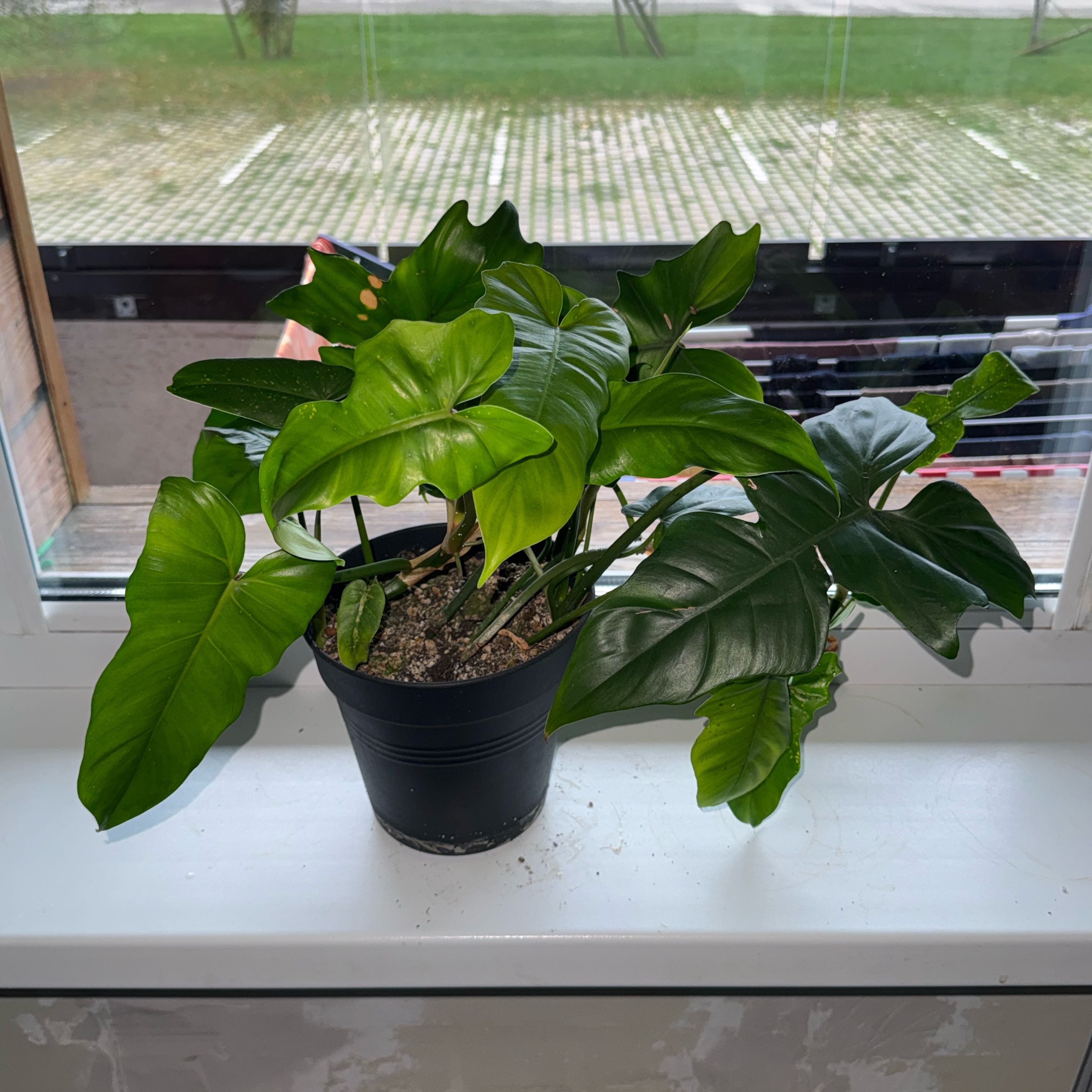Photo of the plant species Philodendron panduriforme by @ramupuu named Forrest on Greg, the plant care app