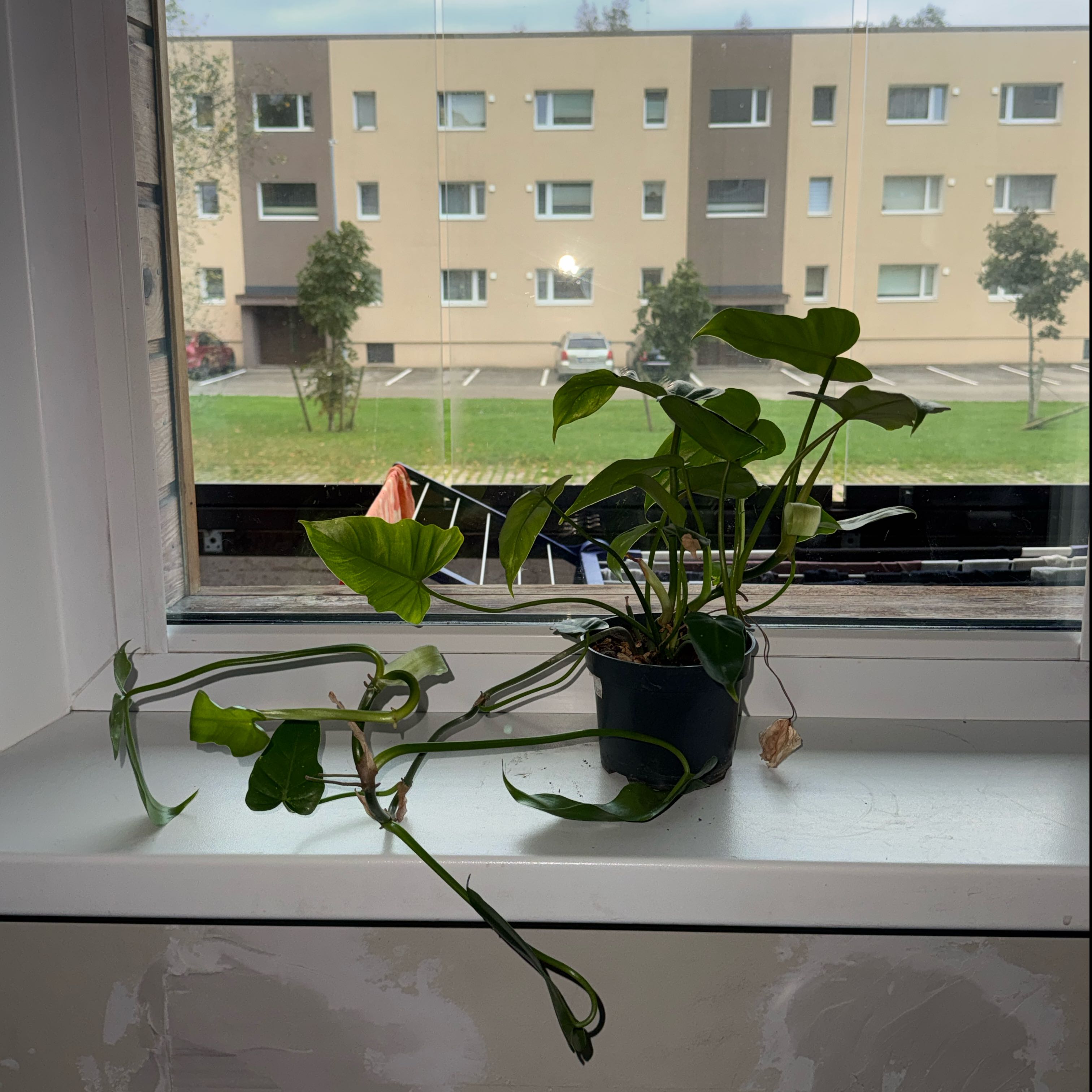Photo of the plant species Philodendron panduriforme by @ramupuu named Beyonce on Greg, the plant care app