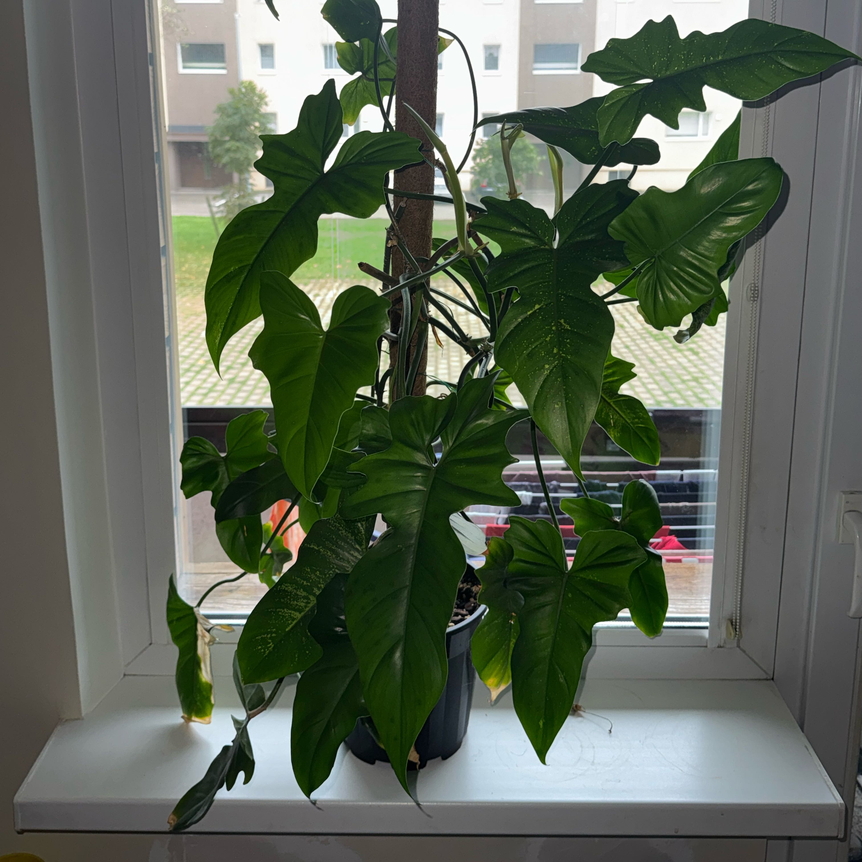 Photo of the plant species Philodendron panduriforme by @ramupuu named Sage on Greg, the plant care app