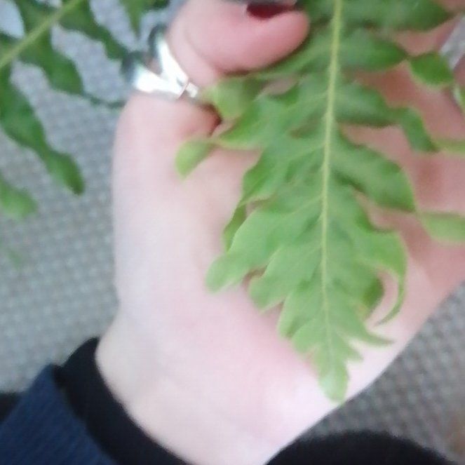Photo of the plant species Common Polypody by @AceMelon70 named Zeus on Greg, the plant care app