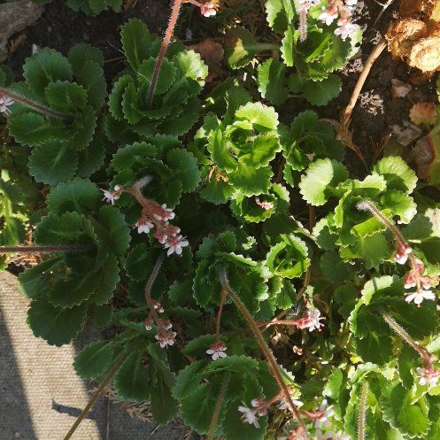 Photo of the plant species Lesser Londonpride by @ZarfSeaoxeye67 named Madonna on Greg, the plant care app