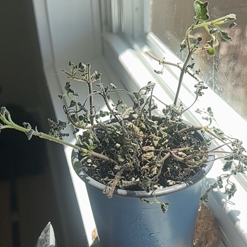 Photo of the plant species Oregano by @TitanicChilli19 named James Dean on Greg, the plant care app