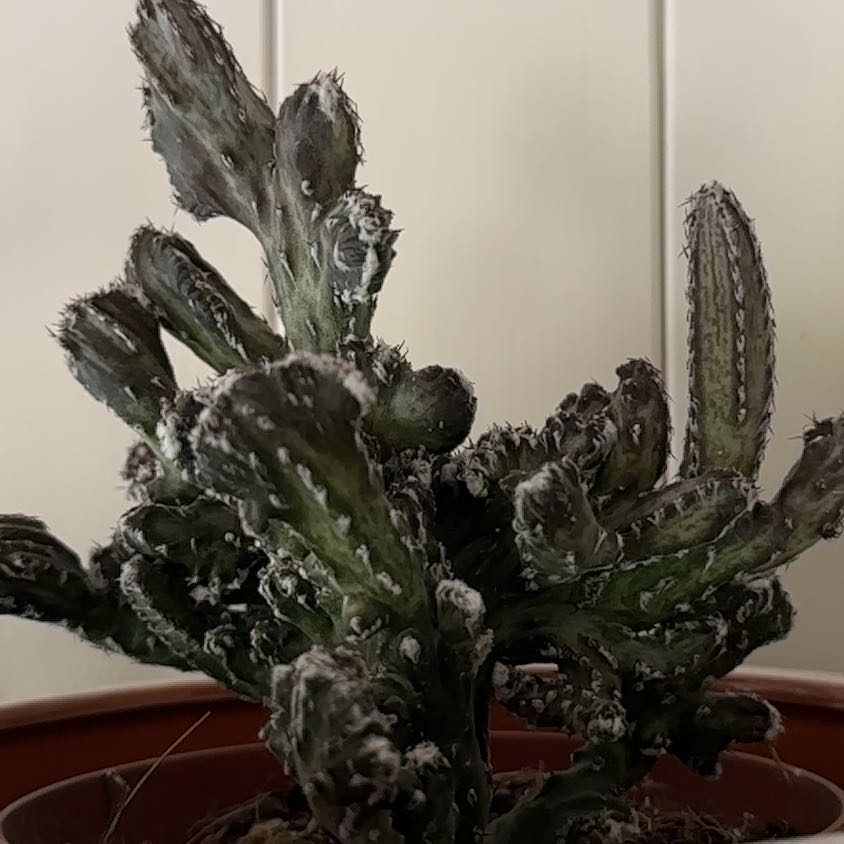 Photo of the plant species Monvillea spegazzini f. cristata by @UptodateLentil named Lola on Greg, the plant care app