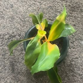 Photo of the plant species Mandarin Plant by @WinCocoplum79 named Bella on Greg, the plant care app